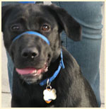 Photo of a black lab.